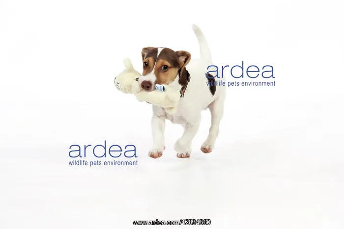 : Dog - Puppy (Jack Russell) carrying a soft toy in mouth : Dog - Puppy (Jack Russell) carrying a soft toy in mouth
