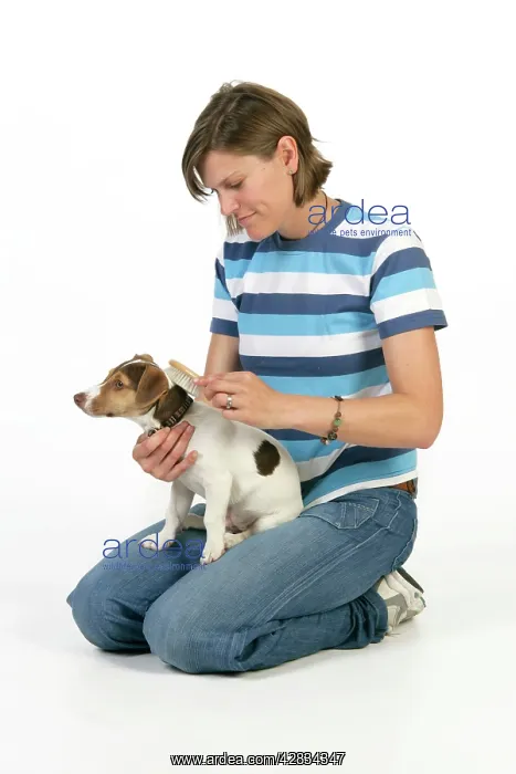  : Dog - Puppy (Jack Russell) having coat brushed