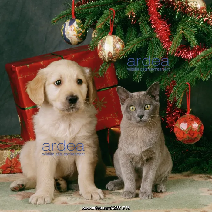 : Dog - puppy with kitten under Christmas tree : Dog - puppy with kitten under Christmas tree