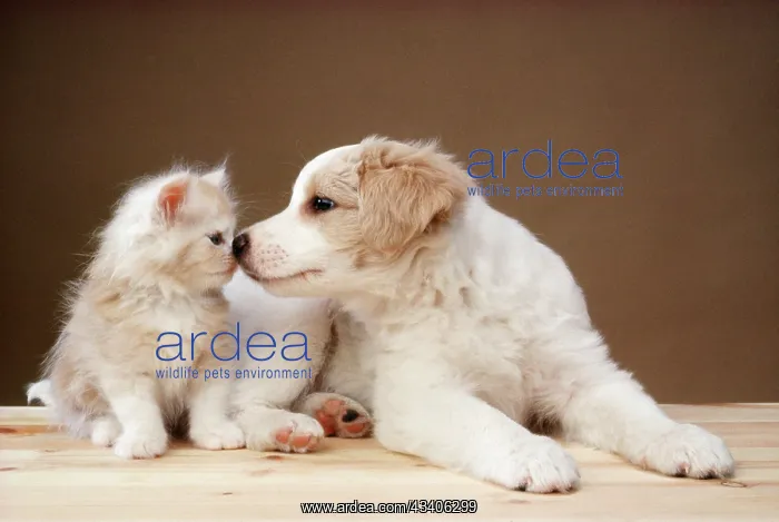 : DOG - puppy and kitten, touching noses : DOG - puppy and kitten, touching noses
