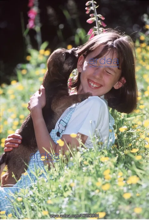 : DOG - Puppy Licks Child's Face : DOG - Puppy Licks Child's Face