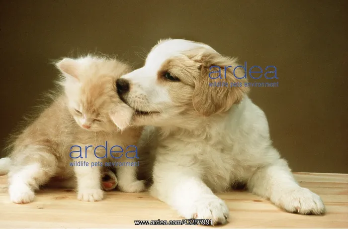 : DOG - Puppy licks kitten's ear : DOG - Puppy licks kitten's ear