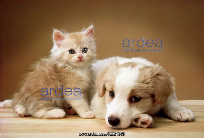 : Dog - puppy lying together with kitten : Dog - puppy lying together with kitten