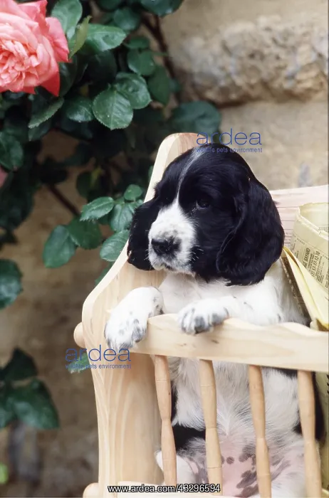 : Dog - Puppy in paper rack : Dog - Puppy in paper rack