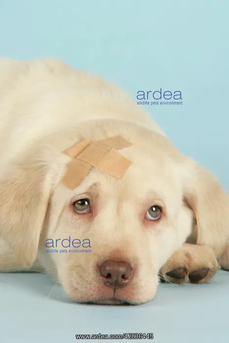  : Dog - puppy with a plaster on head