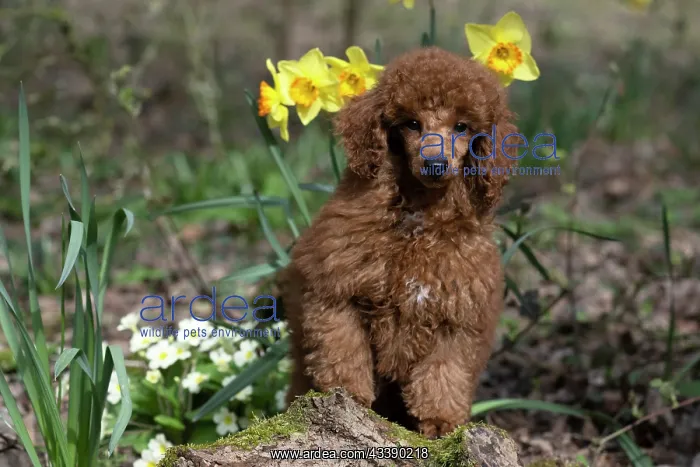 : DOG, PUPPY, POODLE, 14 WEEKS OLD, CUTE, ON A MOSSY LOG, IN : DOG, PUPPY, POODLE, 14 WEEKS OLD, CUTE, ON A MOSSY LOG, IN