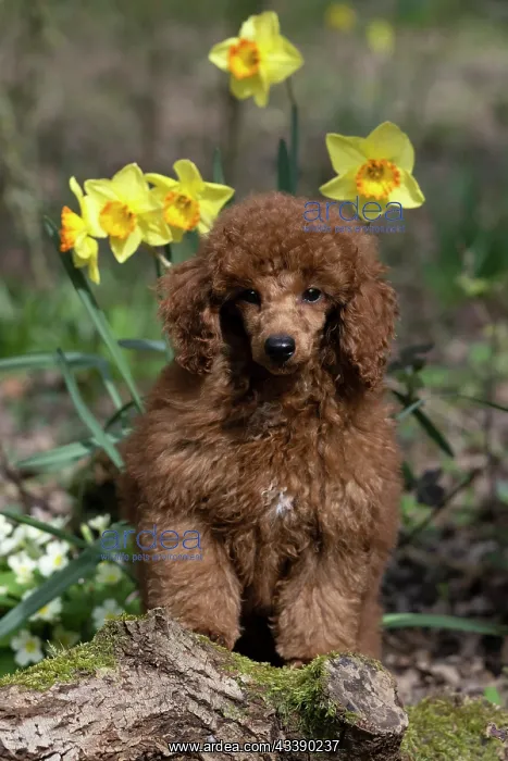 : DOG, PUPPY, POODLE, 14 WEEKS OLD, CUTE, ON A MOSSY LOG, IN : DOG, PUPPY, POODLE, 14 WEEKS OLD, CUTE, ON A MOSSY LOG, IN
