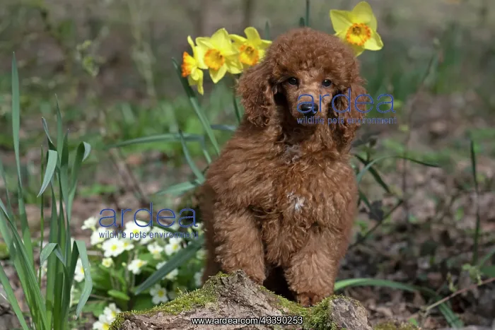 : DOG, PUPPY, POODLE, 14 WEEKS OLD, CUTE, ON A MOSSY LOG, IN : DOG, PUPPY, POODLE, 14 WEEKS OLD, CUTE, ON A MOSSY LOG, IN