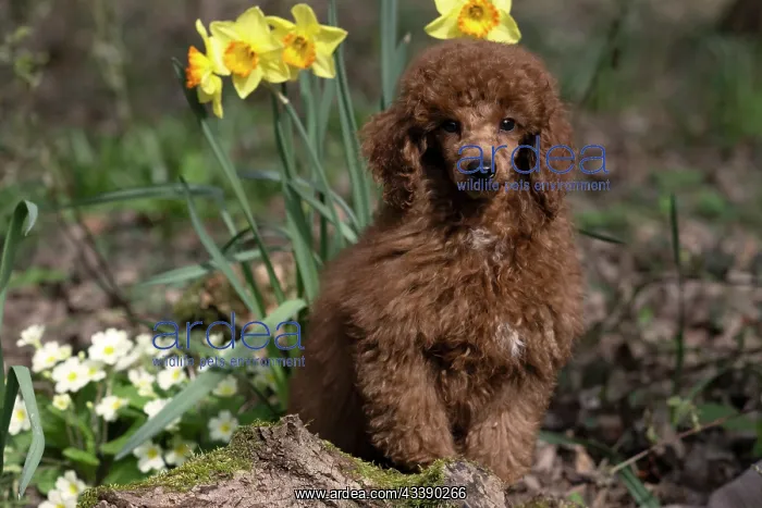 : DOG, PUPPY, POODLE, 14 WEEKS OLD, CUTE, ON A MOSSY LOG, IN : DOG, PUPPY, POODLE, 14 WEEKS OLD, CUTE, ON A MOSSY LOG, IN