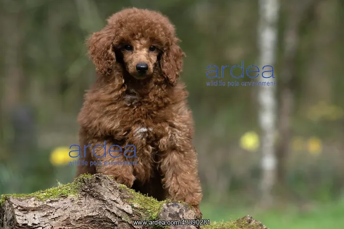 : DOG, PUPPY, POODLE, 14 WEEKS OLD, CUTE, ON A MOSSY LOG, IN : DOG, PUPPY, POODLE, 14 WEEKS OLD, CUTE, ON A MOSSY LOG, IN