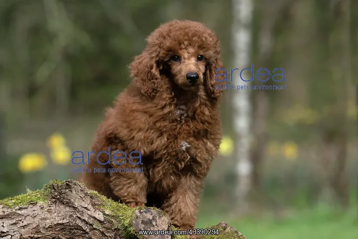 : DOG, PUPPY, POODLE, 14 WEEKS OLD, CUTE, ON A MOSSY LOG, IN : DOG, PUPPY, POODLE, 14 WEEKS OLD, CUTE, ON A MOSSY LOG, IN