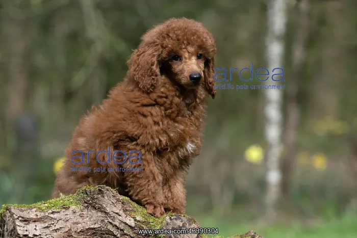 : DOG, PUPPY, POODLE, 14 WEEKS OLD, CUTE, ON A MOSSY LOG, IN : DOG, PUPPY, POODLE, 14 WEEKS OLD, CUTE, ON A MOSSY LOG, IN