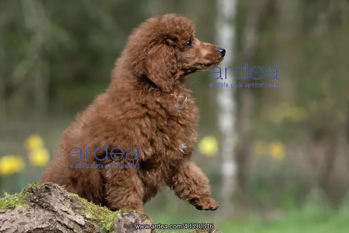 : DOG, PUPPY, POODLE, 14 WEEKS OLD, CUTE, ON A MOSSY LOG, IN : DOG, PUPPY, POODLE, 14 WEEKS OLD, CUTE, ON A MOSSY LOG, IN