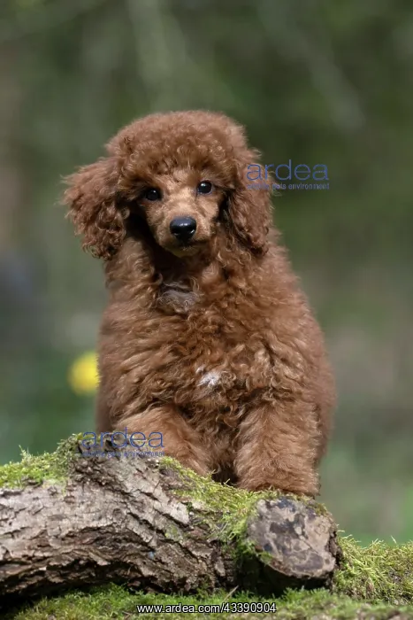 : DOG, PUPPY, POODLE, 14 WEEKS OLD, CUTE, ON A MOSSY LOG, IN : DOG, PUPPY, POODLE, 14 WEEKS OLD, CUTE, ON A MOSSY LOG, IN