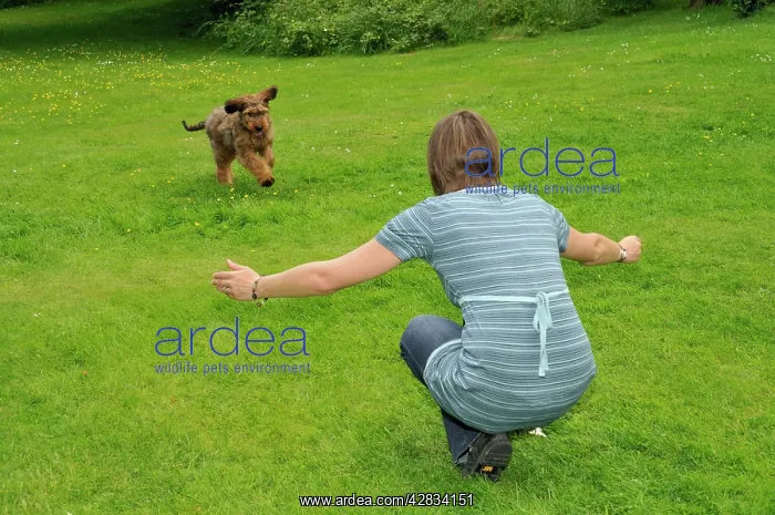 : Dog - Puppy running towards woman squatting with arms open : Dog - Puppy running towards woman squatting with arms open