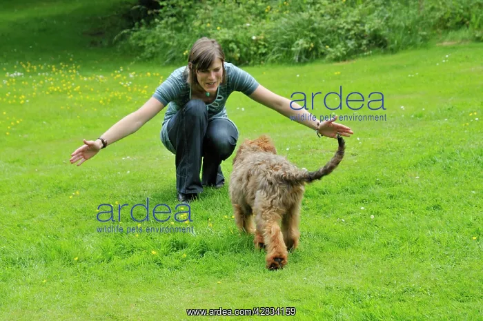 : Dog - Puppy running towards woman squatting with arms open : Dog - Puppy running towards woman squatting with arms open