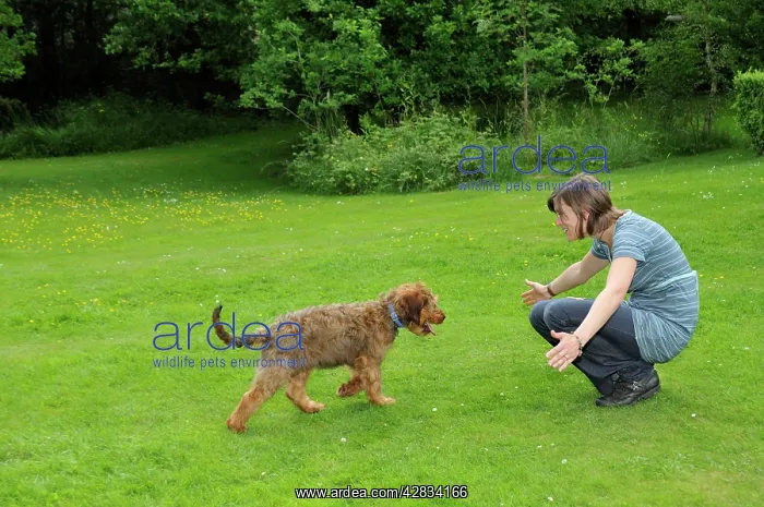 : Dog - Puppy running towards woman squatting with arms open : Dog - Puppy running towards woman squatting with arms open