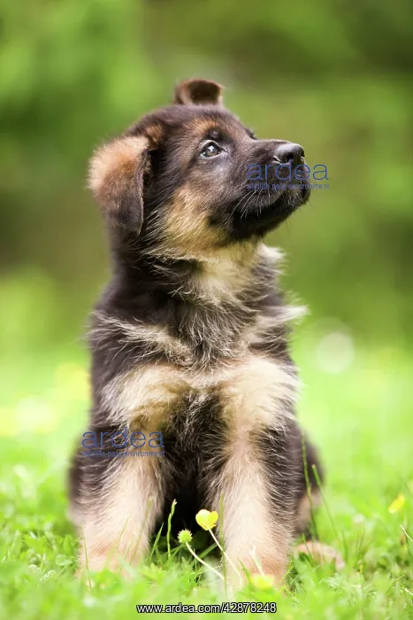  : Dog - puppy sitting in garden