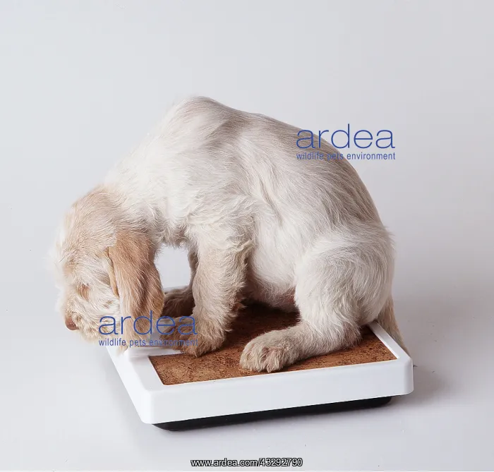 : DOG - PUPPY- sitting on scales : DOG - PUPPY- sitting on scales