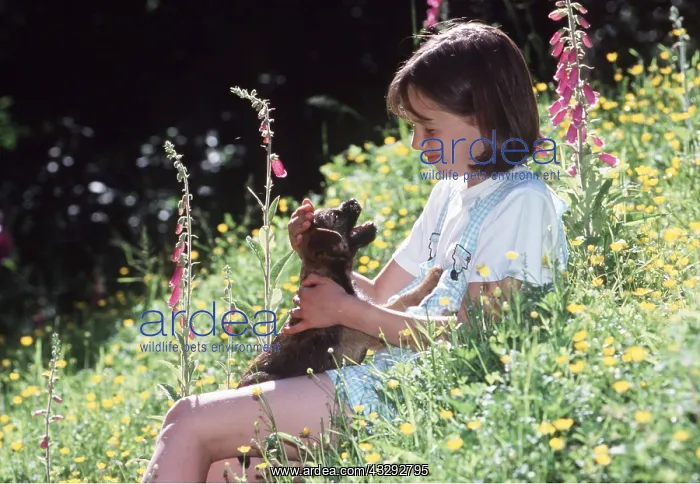 : DOG - puppy stroked by girl, flowers : DOG - puppy stroked by girl, flowers