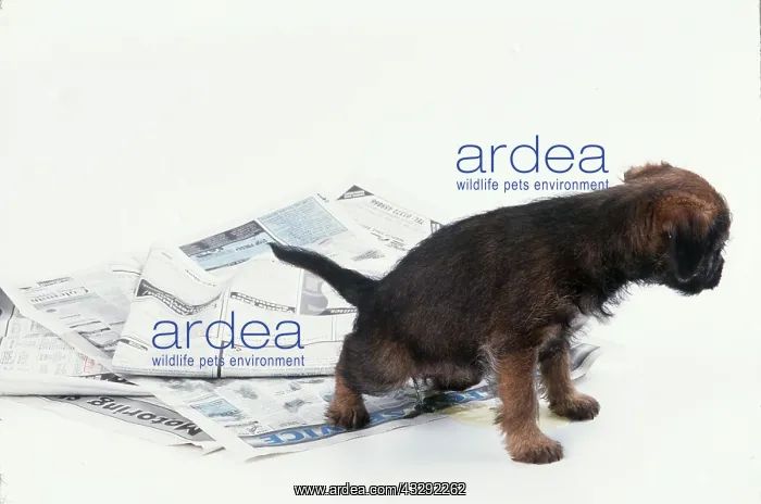: DOG - puppy urinates on newspaper : DOG - puppy urinates on newspaper