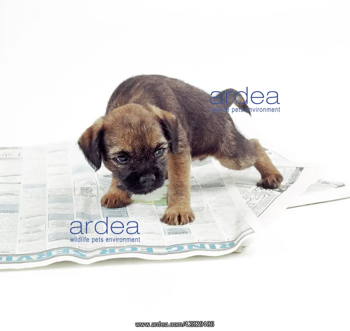  : DOG - Puppy urinating on newspaper