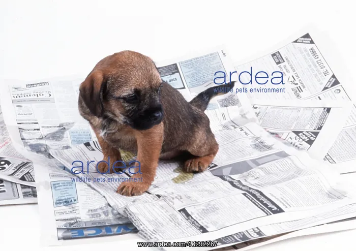 : DOG - puppy urinating on newspaper : DOG - puppy urinating on newspaper