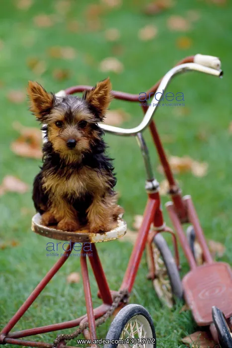  : Dog puppy on vintage bicycle