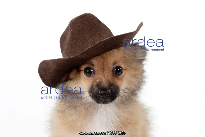 : DOG Puppy X breed Pomeranian X Chihuahua : DOG Puppy X breed Pomeranian X Chihuahua