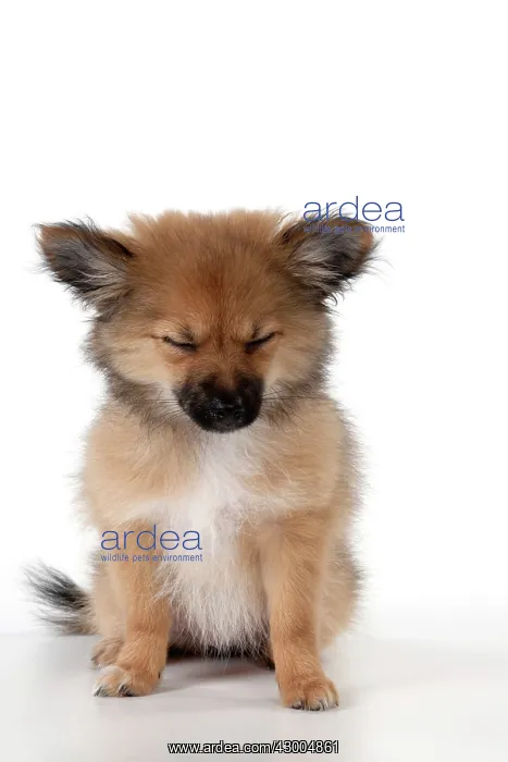 : Dog Puppy X breed Pomeranian X Chihuahua : Dog Puppy X breed Pomeranian X Chihuahua