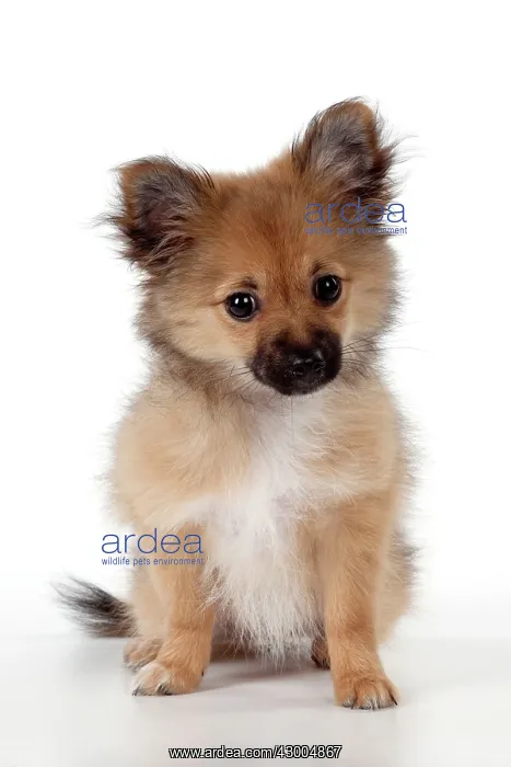 : Dog Puppy X breed Pomeranian X Chihuahua : Dog Puppy X breed Pomeranian X Chihuahua