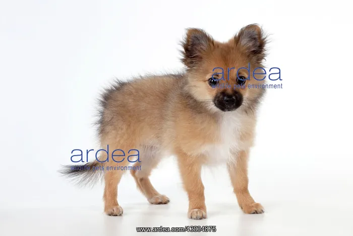 : Dog Puppy X breed Pomeranian X Chihuahua : Dog Puppy X breed Pomeranian X Chihuahua