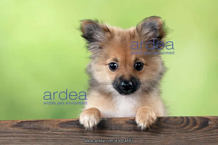 : Dog Puppy X breed Pomeranian X Chihuahua : Dog Puppy X breed Pomeranian X Chihuahua