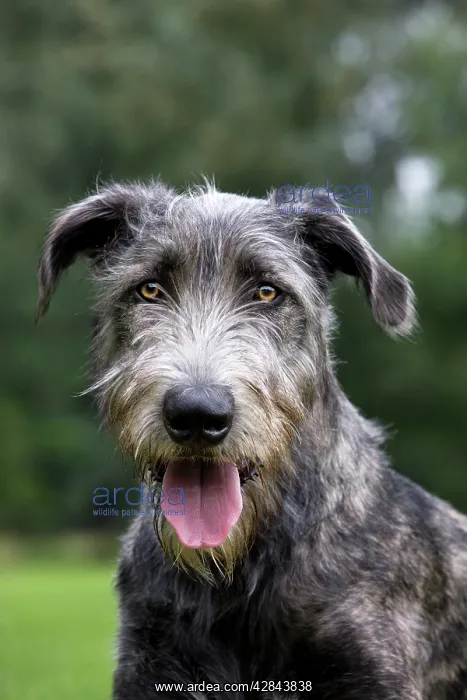 : Dog - pure bred young Irish Wolfhound (+ / - 5 months : Dog - pure bred young Irish Wolfhound (+ / - 5 months