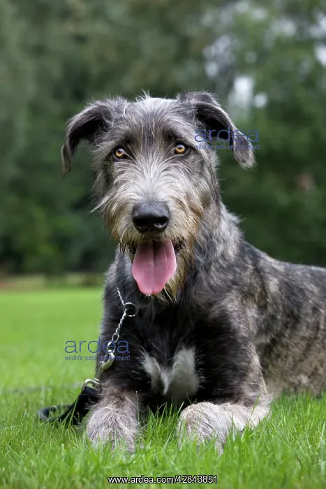 : Dog - pure bred young Irish Wolfhound (+ / - 5 months : Dog - pure bred young Irish Wolfhound (+ / - 5 months
