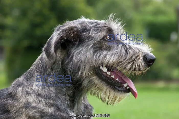 : Dog - pure bred young Irish Wolfhound (+ / - 5 months : Dog - pure bred young Irish Wolfhound (+ / - 5 months