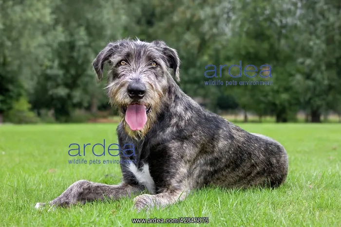 : Dog - pure bred young Irish Wolfhound (+ / - 5 months : Dog - pure bred young Irish Wolfhound (+ / - 5 months