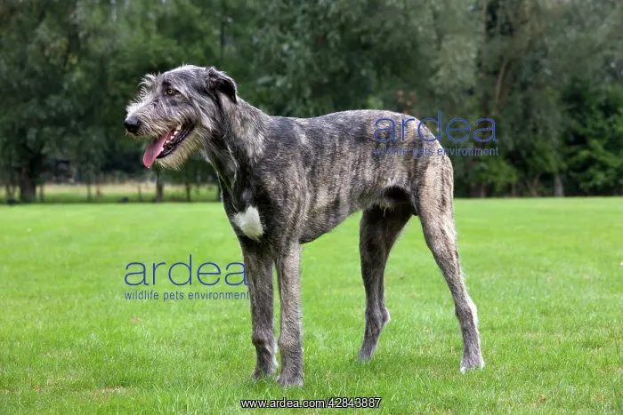 : Dog - pure bred young Irish Wolfhound (+ / - 5 months : Dog - pure bred young Irish Wolfhound (+ / - 5 months