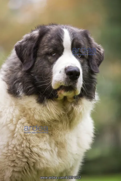 : Dog - Pyrenean Mastiff. Also known as Mast'n del Pirineo : Dog - Pyrenean Mastiff. Also known as Mast'n del Pirineo
