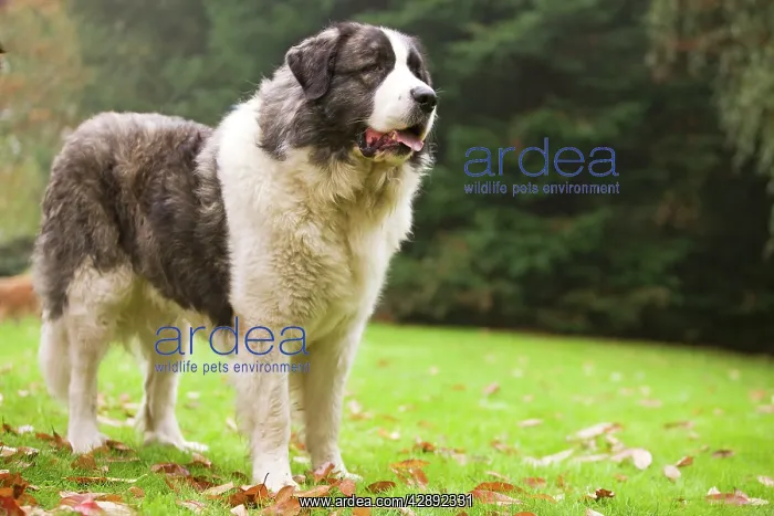  : Dog - Pyrenean Mastiff. Also known as Mast'n del Pirineo