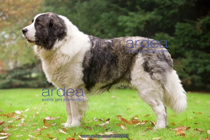 : Dog - Pyrenean Mastiff. Also known as Mast'n del Pirineo : Dog - Pyrenean Mastiff. Also known as Mast'n del Pirineo