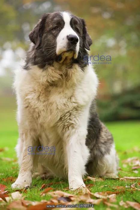 : Dog - Pyrenean Mastiff. Also known as Mast'n del Pirineo : Dog - Pyrenean Mastiff. Also known as Mast'n del Pirineo