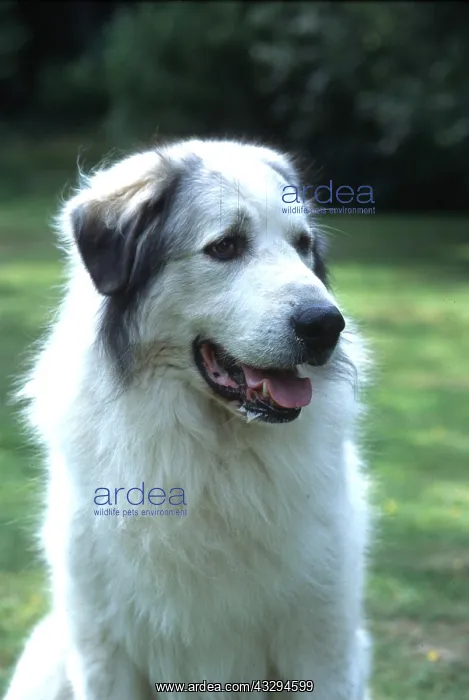 : Dog - Pyrenean Mountain, close-up : Dog - Pyrenean Mountain, close-up