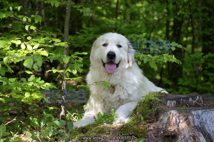  : Dog Pyrenean Mountain Dog  /  Great Pyrenees