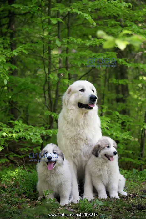 : Dog Pyrenean Mountain Dog / Great Pyrenees : Dog Pyrenean Mountain Dog / Great Pyrenees
