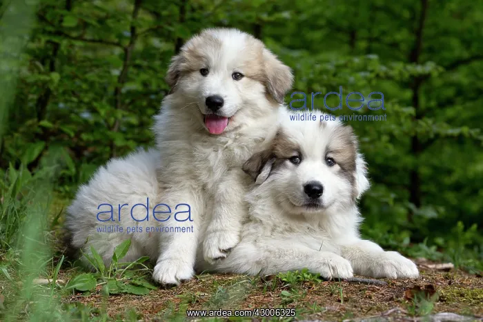 : Dog Pyrenean Mountain Dog / Great Pyrenees : Dog Pyrenean Mountain Dog / Great Pyrenees