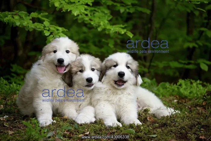: Dog Pyrenean Mountain Dog / Great Pyrenees : Dog Pyrenean Mountain Dog / Great Pyrenees