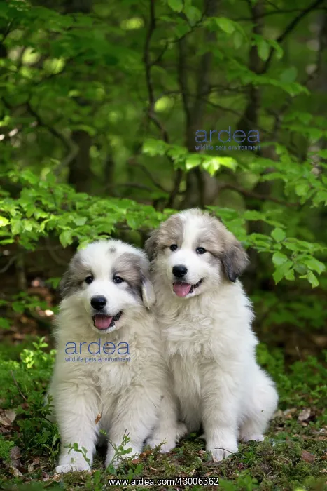 : Dog Pyrenean Mountain Dog / Great Pyrenees : Dog Pyrenean Mountain Dog / Great Pyrenees