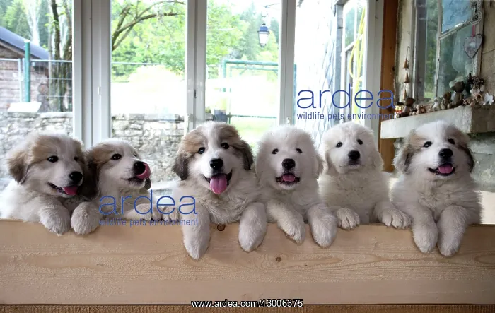 : Dog Pyrenean Mountain Dog / Great Pyrenees : Dog Pyrenean Mountain Dog / Great Pyrenees
