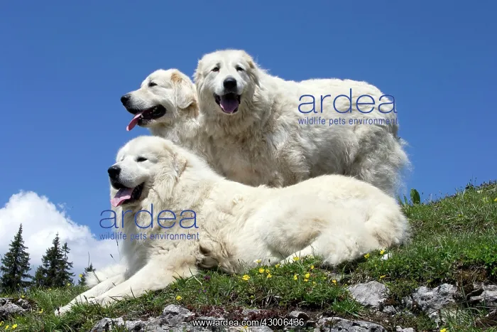  : Dog Pyrenean Mountain Dog  /  Great Pyrenees